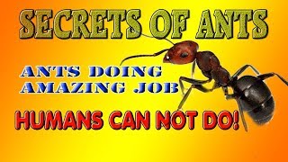 How ants lift so much weightPower of Ants [upl. by Rush]