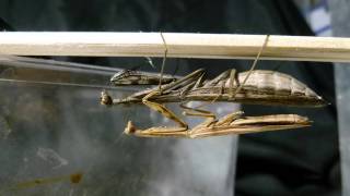 Mantis Mating Failed 交尾不調でもマウントを続けるコカマキリ♂♀ペア [upl. by Rammus]