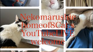 Neko marchie8 Cat′s home がライブ配信中！ [upl. by Niaz575]