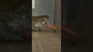 Sonoran desert toad vs huge grasshopper toad nature [upl. by Aivatan]