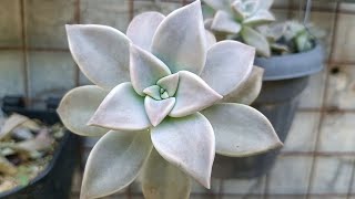 Graptopetalum Paraguayense Ghost Plant •Succulent in Lowland [upl. by Belen77]