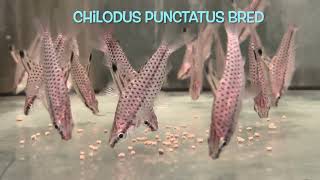 Chilodus punctatus bred [upl. by Sturges]