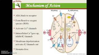 Abscisic Acid ABA [upl. by Reviere216]