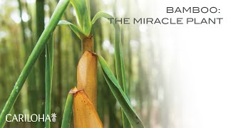 Bamboo The Miracle Plant [upl. by Anilave513]