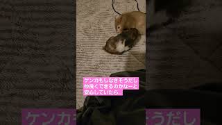 だいﾁｬﾝの日常 ハムスターはむすたーゴールデンハムスターブラックバンデッドパンダ小動物癒やしかわいいハムペットセーブルハムスターロングヘアハムスターだいちゃんひめちゃん [upl. by Idaline232]