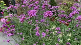 Verbena bonariensis  how to maintain amp wildlife tips [upl. by Sholes747]