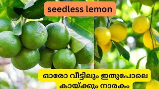 Seedless lemon  കുരുവില്ലാത്ത നാരങ്ങ [upl. by Eerrehc119]