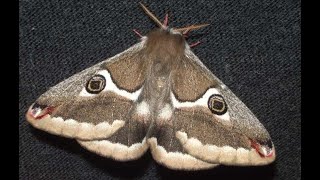 Wild Silkmoth Life Cycle  Saturnia albofasciata V00609 [upl. by Kurman]