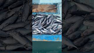 ആകെ കിട്ടിയ മീൻ ഓത് വെച്ചപ്പോൾ shortsfeed shortsvideo malayalamfishing fishmalayalam fishing [upl. by Ury]