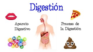 🍎 La Digestión y su Proceso Aparato Digestivo 💩 Fácil y Rápido  BIOLOGÍA [upl. by Eemla9]