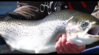 Stalking Monster Rainbow Trout at Jurassic Lake [upl. by Croydon553]