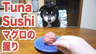 黒柴クロ 犬ごはん うひょっ！ マグロの握り Shiba Inu Kuro Eats Tuna Sushi [upl. by Fulbert]