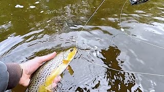 The Grannom Hatch on the River Ayr 2 May 2023 [upl. by Nymassej]