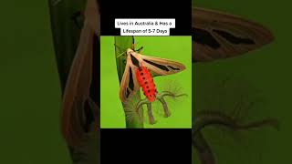 Creatonotos Gangis Moth [upl. by Bonni]