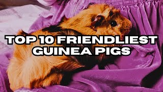 Top 10 Friendliest Guinea Pigs [upl. by Nawak525]