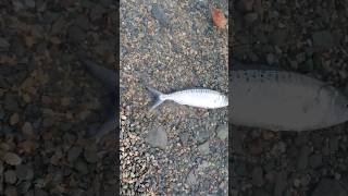 Nice Kahawai Fishing nz kahawai surfcasting [upl. by Giacinta]