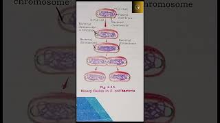 BINARY FISSION BACTERIAASEXUAL REPRODUCTION MDCAT [upl. by Eiramnwad]