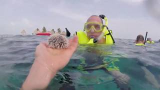 Snorkel Rendezvous Caye Belize [upl. by Llewkcor]