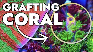 Top 10 Grafted Corals at Top Shelf Aquatics 30000 Gallon Farm [upl. by Ahsenik]