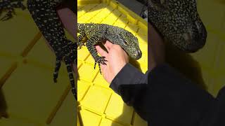 Baby Crocodile Monitor Socializing crocodilemonitor salvadorii varanus monitorlizard exoticpet [upl. by Nytsyrk]