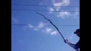 touching a power line with a tree branch [upl. by Ahsikal]