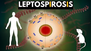 Leptospirosis Causes Signs and Symptoms Diagnosis and Treatment [upl. by Chrissy]