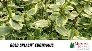 Gold Splash® Euonymus [upl. by Uriiah]