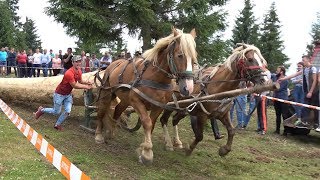 Concurs cu cai de tractiune  proba de dublu  Marisel Cluj 7 iulie 2018 [upl. by Ientirb453]