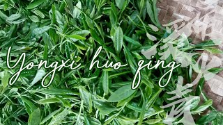 Anhui Green Tea Yongxi Huo Qing [upl. by Weiss]