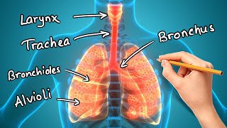 Structure and Function of LUNGS [upl. by Adnohsad]