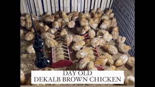 Dekalb Brown Chicken Day Old [upl. by Ydnis725]