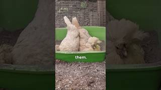 All About Molting  PART FIVE chickenlandia backyardchickens raisingchickens [upl. by Nylesor]