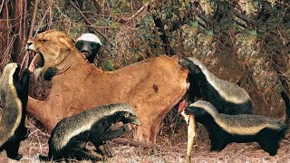 HONEY BADGER is the most aggressive and fearless animal in the world Honey badger vs lion leopard [upl. by Rednas]