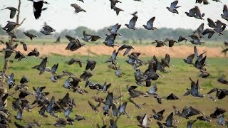 Chasse en Argentine  Pigeons au poste et Passée aux canards [upl. by Elttil966]