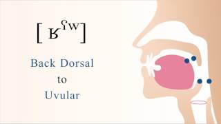 ʁˤʷ  voiced pharyngealized labialized dorsal uvular non sibilant fricative [upl. by Nairod]