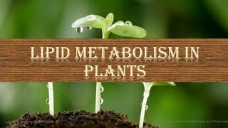 Lipid Metabolism in Plants 🌳🌳 βoxidation  Glyoxylate Cycle  Lipase Hydrolysis  Overview [upl. by Gronseth]