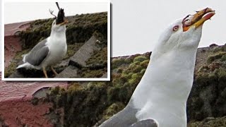 Seagull Have Feast After Swallowing Starling Whole In Glasgow [upl. by Aoket73]