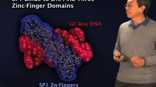 Discovery of transcription factors  Robert Tjian BerkeleyHHMI [upl. by Rew]