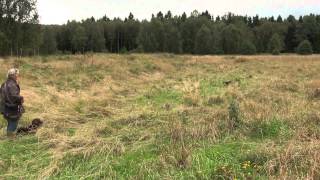 Spaniel training on Partridge [upl. by Rokach80]