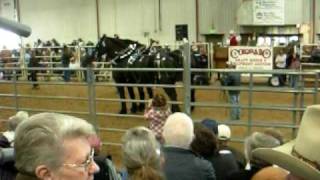 Monster Horses at Harley Troyers Draft Horse Auction [upl. by Munafo]