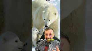 Por Que O Humano Não Pode Comer Carne De Urso Polar Será [upl. by Adnoraj]