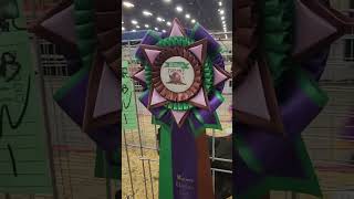 Ohio National Poultry Show Champion Row JUNIORS 2023 [upl. by Asle]