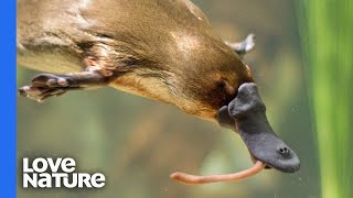 Platypus vs Platypus  Battle for Dominance [upl. by Ekaj]