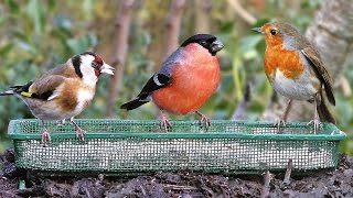 Garden Birds Extravaganza  Pájaros  Vögel  Oiseaux  Vogels  Fåglar [upl. by Lillywhite26]