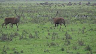 Edelherten Oostvaardersplassen [upl. by Ottie]