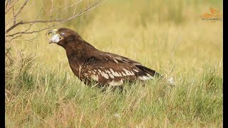 steppe eagle  عقاب السهوب أو عقاب السهول  من طيور محافظة ظفارسلطنة عمان [upl. by Enimajneb761]