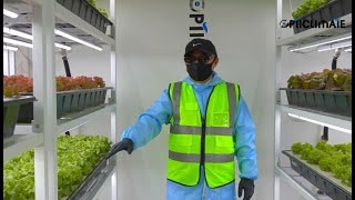 OptiClimatefarm innovative indoor farm growing facility [upl. by Darrill]