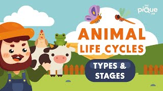 Animal Life Cycle Types and Stages  Primary School Science Animation [upl. by Iteerp]