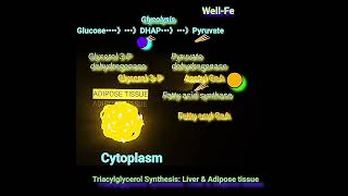 Synthesis of Triacylglycerol Fat Metabolism Made Easy [upl. by Rashida560]