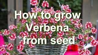 How to Grow Verbena from Seed Verbena plants for growing in pots  Alexas Garden [upl. by Vivianna]